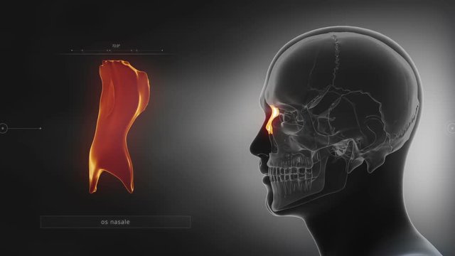 Black x-ray skull animation - NAsal bone - os nasale