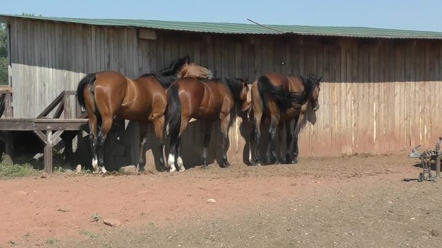 Horses on a farm in summer day