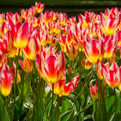 tulipe au Keukenhof