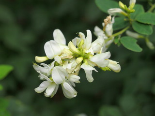 白いハギの花（White bush clover flower）/日本では至る所で見られる秋の七草。欧米になくアジアに分類。半日影を好む低木。常に動く枝先をタイミング良く捉える。屋外接写が非常に難しい花。