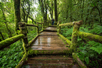 Obraz premium Turyści chodzący ścieżką ścieżki dydaktycznej Ang Ka Doi Inthanon National Park Chiangmai, Tajlandia.