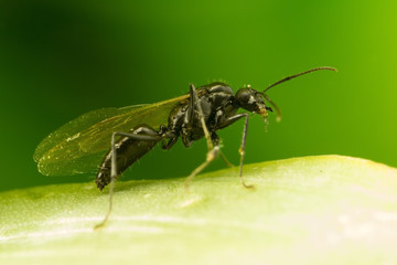 Winged Ant on leaf