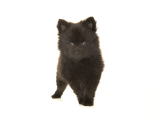 Cute standing black pomeranian puppy dog isolated on a white background