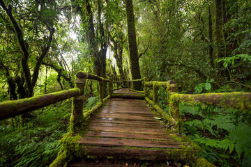 Scenic pathway of Ang Ka nature trail Doi Inthanon National Park Chiangmai ,Thailand.