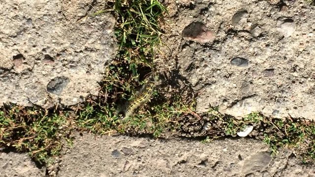Schwalbenschwanzraupe rennt