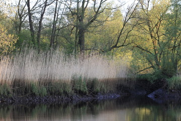 Obraz premium An der Wümme im Blockland
