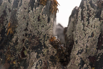 Felsen am Strand bei Mizen Head, Irland in Nahaufnahme