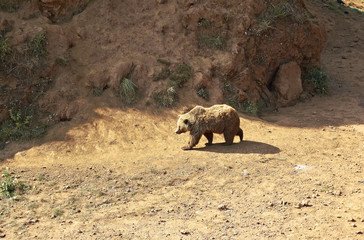 Bear outdoors in Cabarceno, Spain