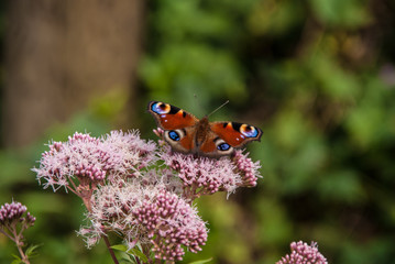 Schmetterling