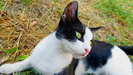 Junge Streunerkatze in Kroatien