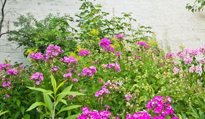 Fototapeta premium many pink flowers in park