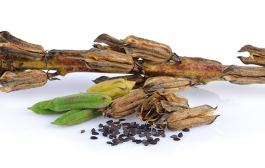 sesame on white background