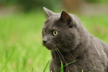 Naklejka na ściany i meble big gray cat portrait in the grass