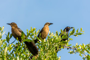 Clay-colored thrush birds and black crow perching on the top of green tree and staying alert