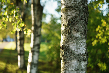close up birch on an alley with beautiful bokeh on the back