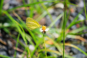 Close up butterfly