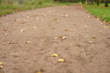 autumn leaves on park alley close up