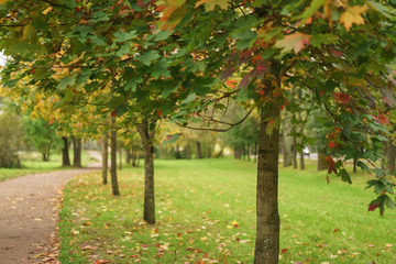Fototapeta na wymiar mapple alley in town park in early autumn season
