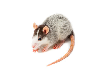 One young Husky Rat on White Background