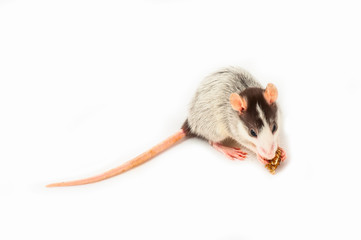 One young Husky Rat on White Background