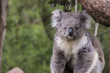 Koala that is looking at me 
