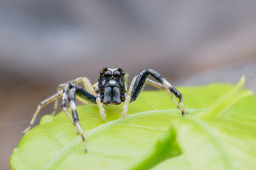 Jumping spider on green leaf