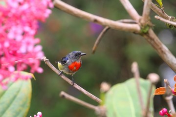 Male Bornean Flowerpecker (Dicaeum monticolum)