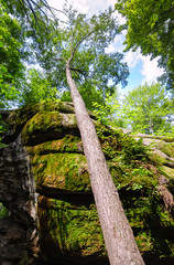 Allegany State Park