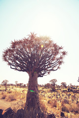 Quiver tree