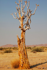 Quiver tree