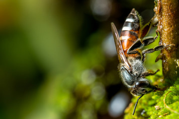 Bee on green moss