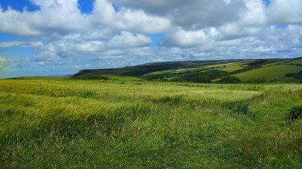 Fototapeta na wymiar Cornish Field 