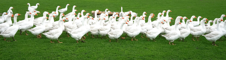 Goose herd on a green meadow, banner