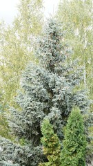 Ель и пихты на фоне берез