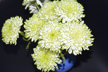 chrysanthemum flowers,close up (Dendranthemum grandifflora)