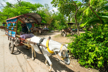 Asian woman in triangular hat and mask is leading the carriage with a horse for transportation of passengers in Vietnamese tropical village in hot summer day