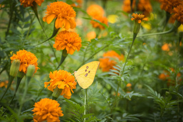 The Flowers & butterflies swarm in The Park