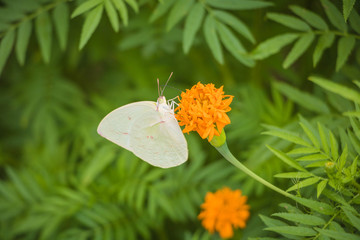 The Flowers & butterflies swarm in The Park