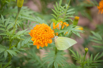 The Flowers & butterflies swarm in The Park