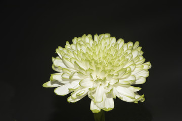 chrysanthemum flowers,close up (Dendranthemum grandifflora)