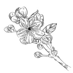 Apple branch with flower ink sketch on white background. Vector illustration for your design
