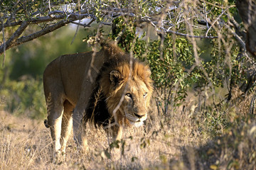 Lion walking through bush in South Africa