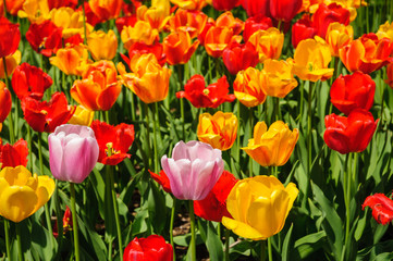 Fototapeta premium Chautauqua Institution