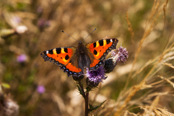 Small tortoiseshell butterfly