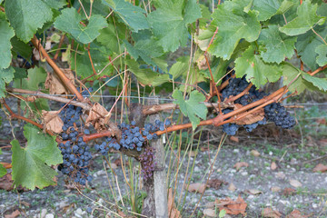 Bunch of blue grapes on green leaves background