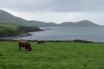 Irish coast landscape