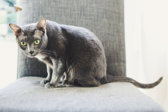 Korat cat sitting on a gray chair