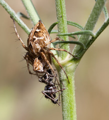Macrophotographie d'un insecte: Lycose de Narbonne (Lycosa narbonensis)