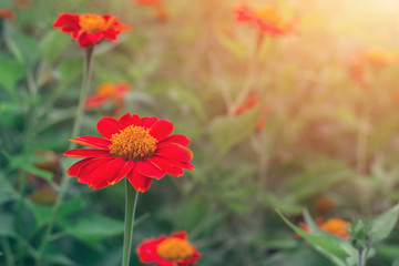 Close-up cosmos flowers in the garden
