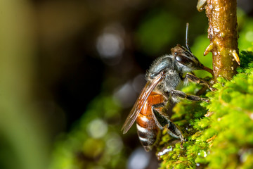Bee on green moss
